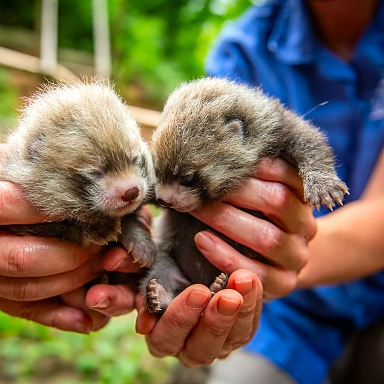 Columbus Zoo brings millions into Ohio's economy. Here's how we do it | Opinion