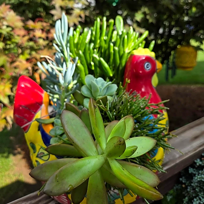Simple ways to keep your indoor succulents thriving