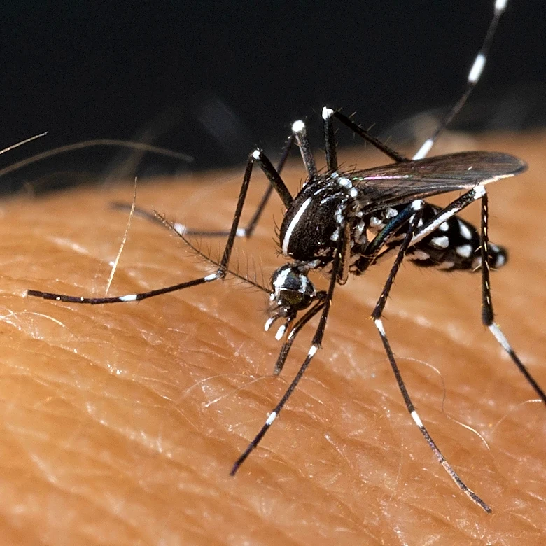 Mosquitoes killed thousands of humans. Ohio has many species