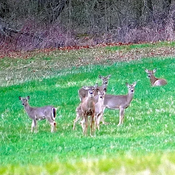Ohio faces deer management test as hunter numbers decline