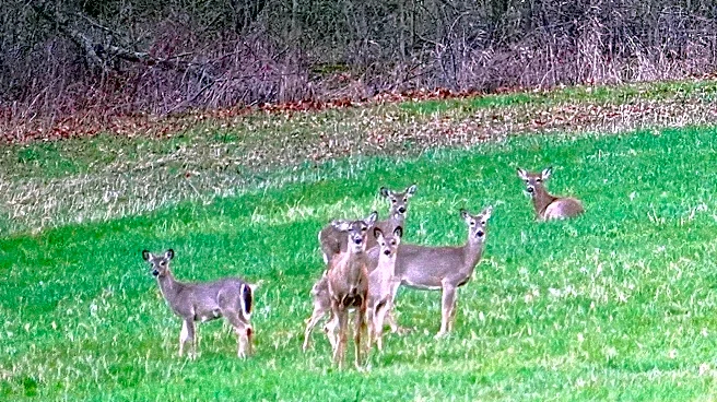 Ohio faces deer management test as hunter numbers decline