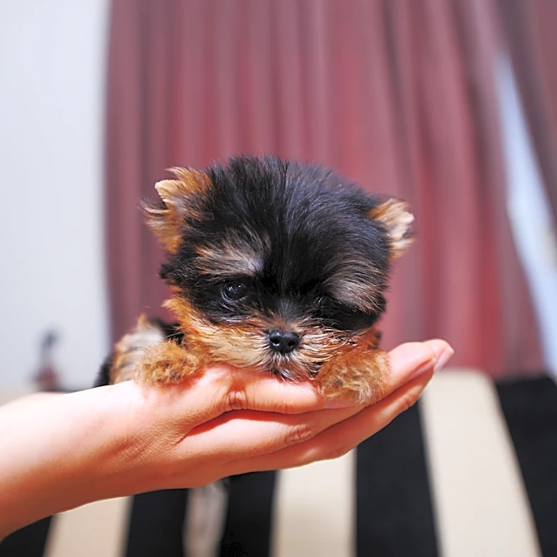 Nominate your animal pals as the cutest pet in central Ohio