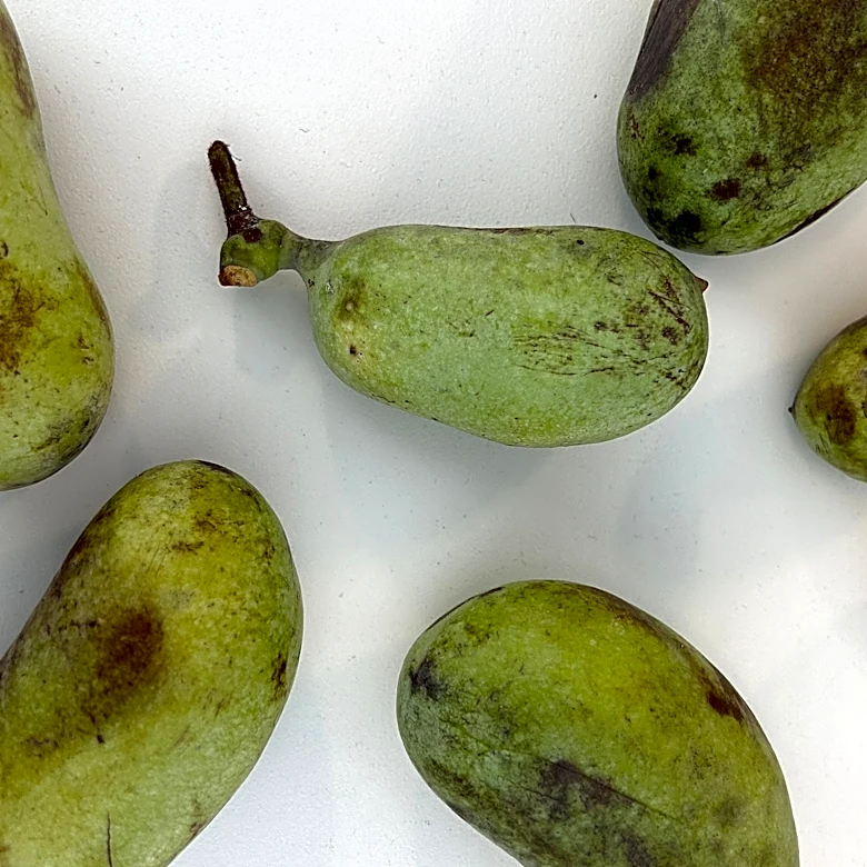 Why don't we eat pawpaw fruit? More about Ohio's official native fruit