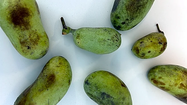 Why don't we eat pawpaw fruit? More about Ohio's official native fruit