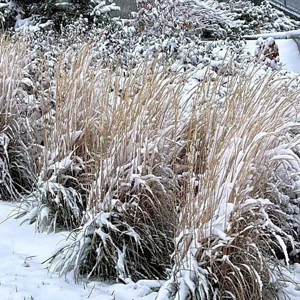 Ornamental grasses add year-round color to central Ohio yards