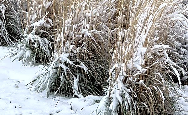 Ornamental grasses add year-round color to central Ohio yards