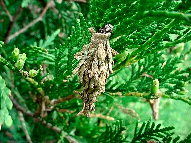 Expert tips for tree roots and bagworm control