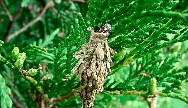 Expert tips for tree roots and bagworm control