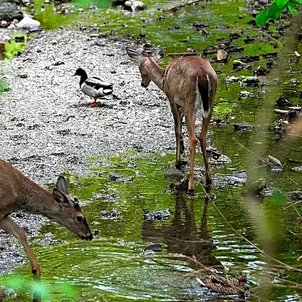 Ohio's deer population may be growing out of control, here's the cost