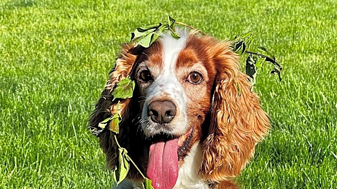 Voting opens for central Ohio's cutest pet. Meet the nominees