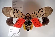 Invasive spotted lanternflies breeding in Ohio. How to spot egg masses