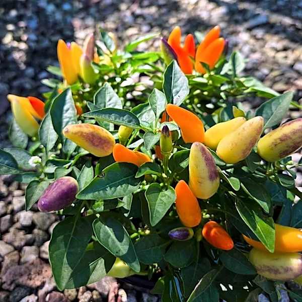 Ornamental peppers are fall's hottest garden trend in Ohio