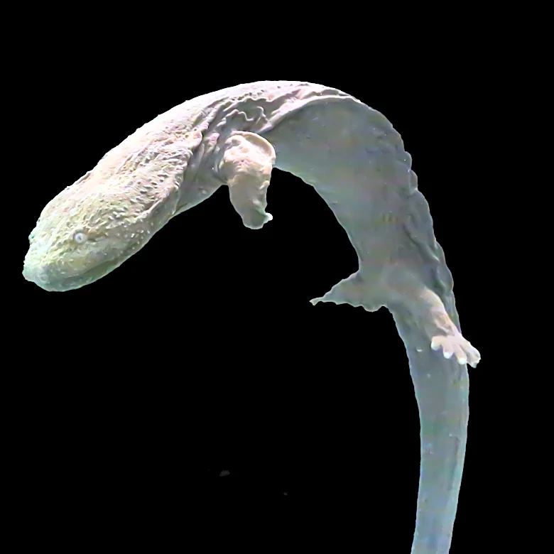 Meet the eastern hellbender, Ohio's largest salamander