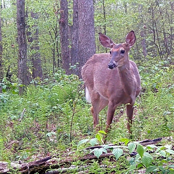Ohio deer hunting season opens with big numbers