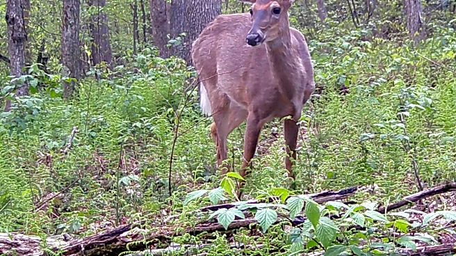 Ohio deer hunting season opens with big numbers
