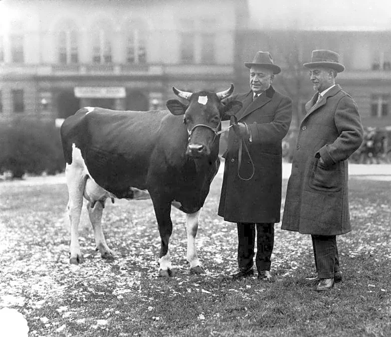 Ohio State brings back Maudine the cow for homecoming parade