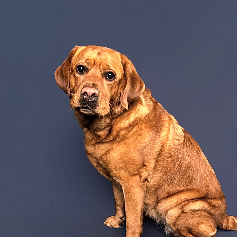 Central Ohio dog park elects Tater its first ever dog mayor