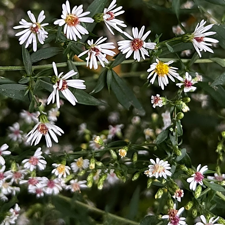 Calico aster brings color, pollinators to fall gardens