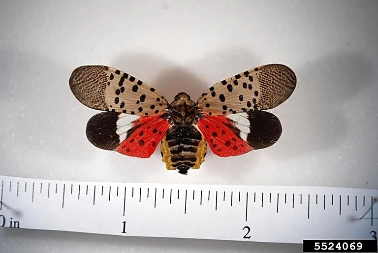 How to find and destroy spotted lanternfly eggs in your yard