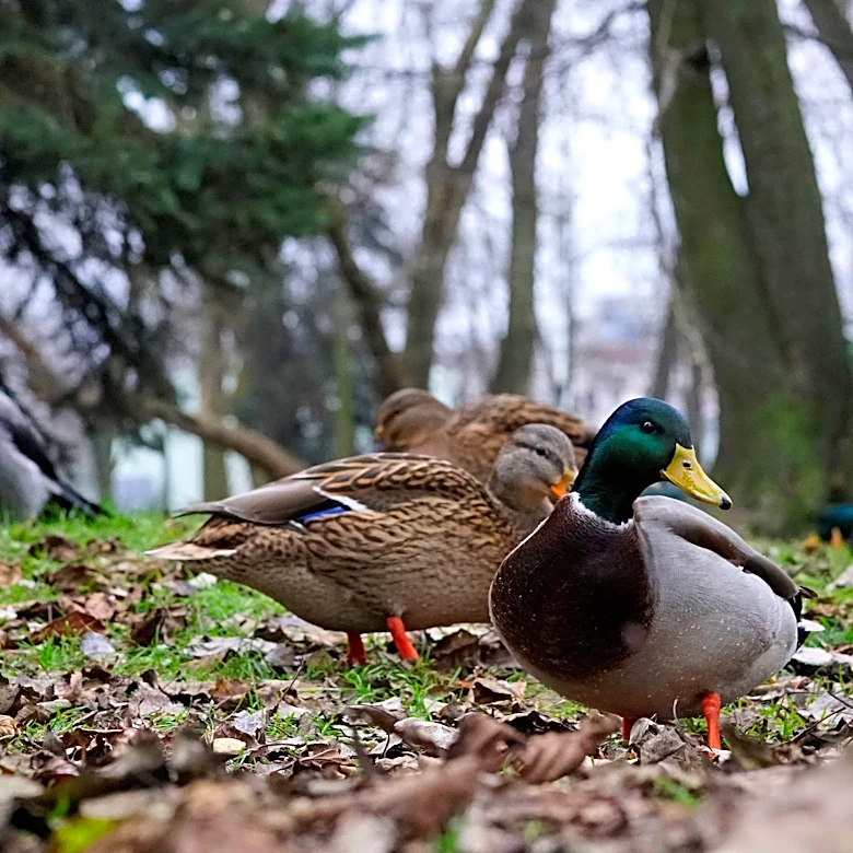 Ohio waterfowl season opens Oct. 17 with some changes