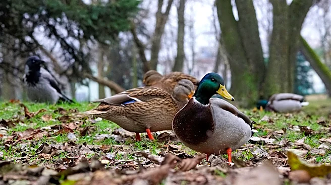 Ohio waterfowl season opens Oct. 17 with some changes