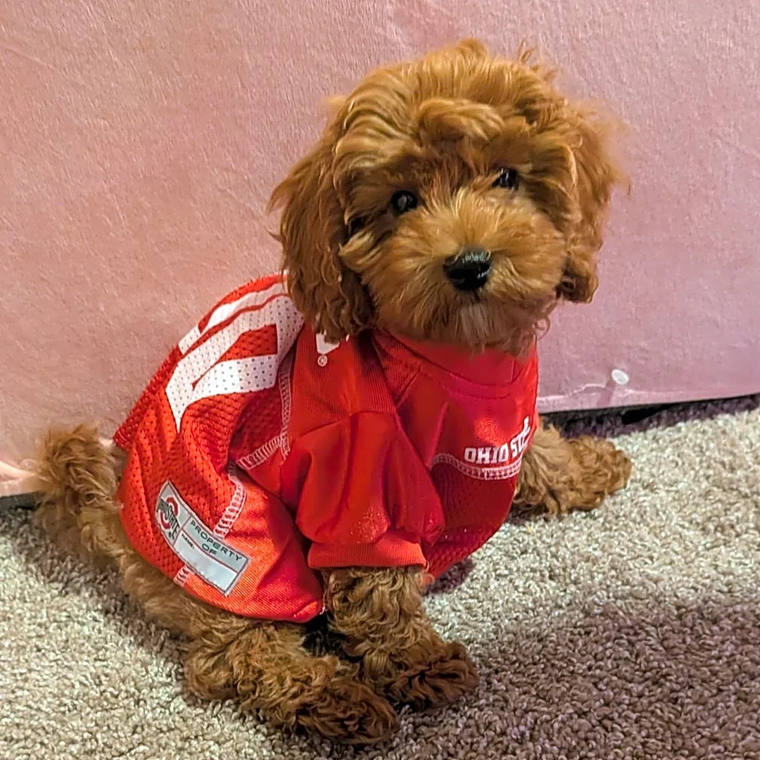 Meet Kenneth Fuzzington III, central Ohio's cutest pet