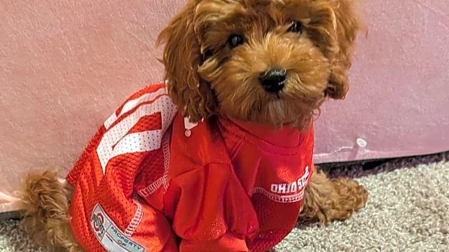 Meet Kenneth Fuzzington III, central Ohio's cutest pet