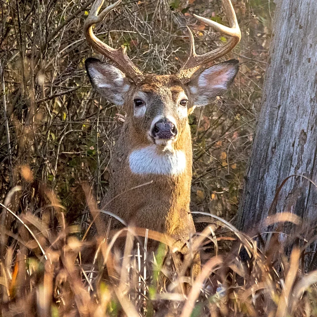 It's deer hunting season in Ohio. This is where hunters are having success