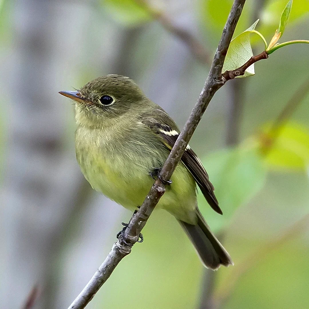 Hidden Ohio flycatcher lived long enough to make history