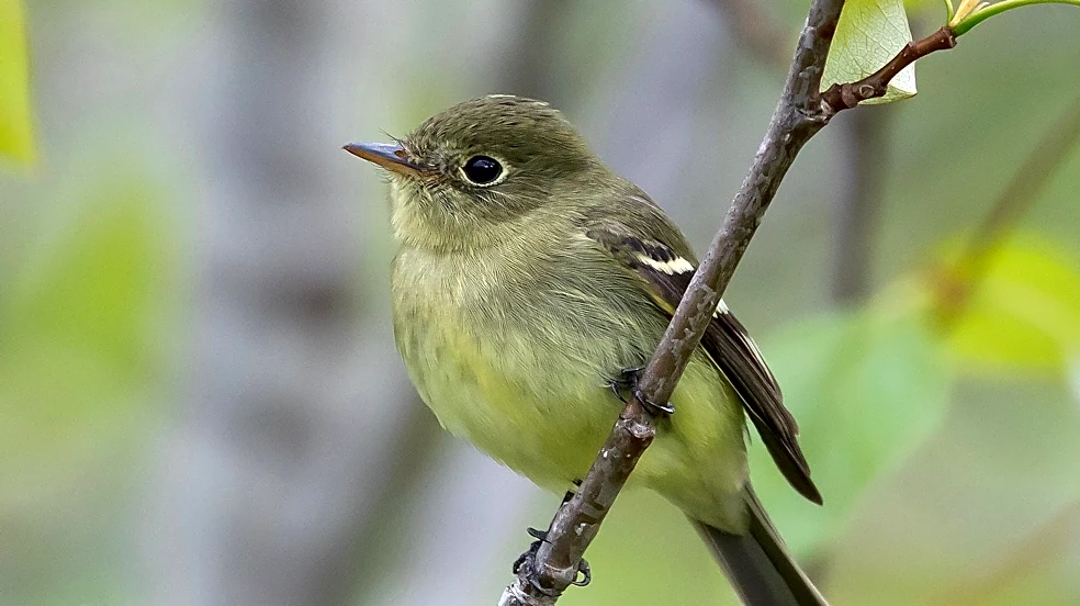 Hidden Ohio flycatcher lived long enough to make history