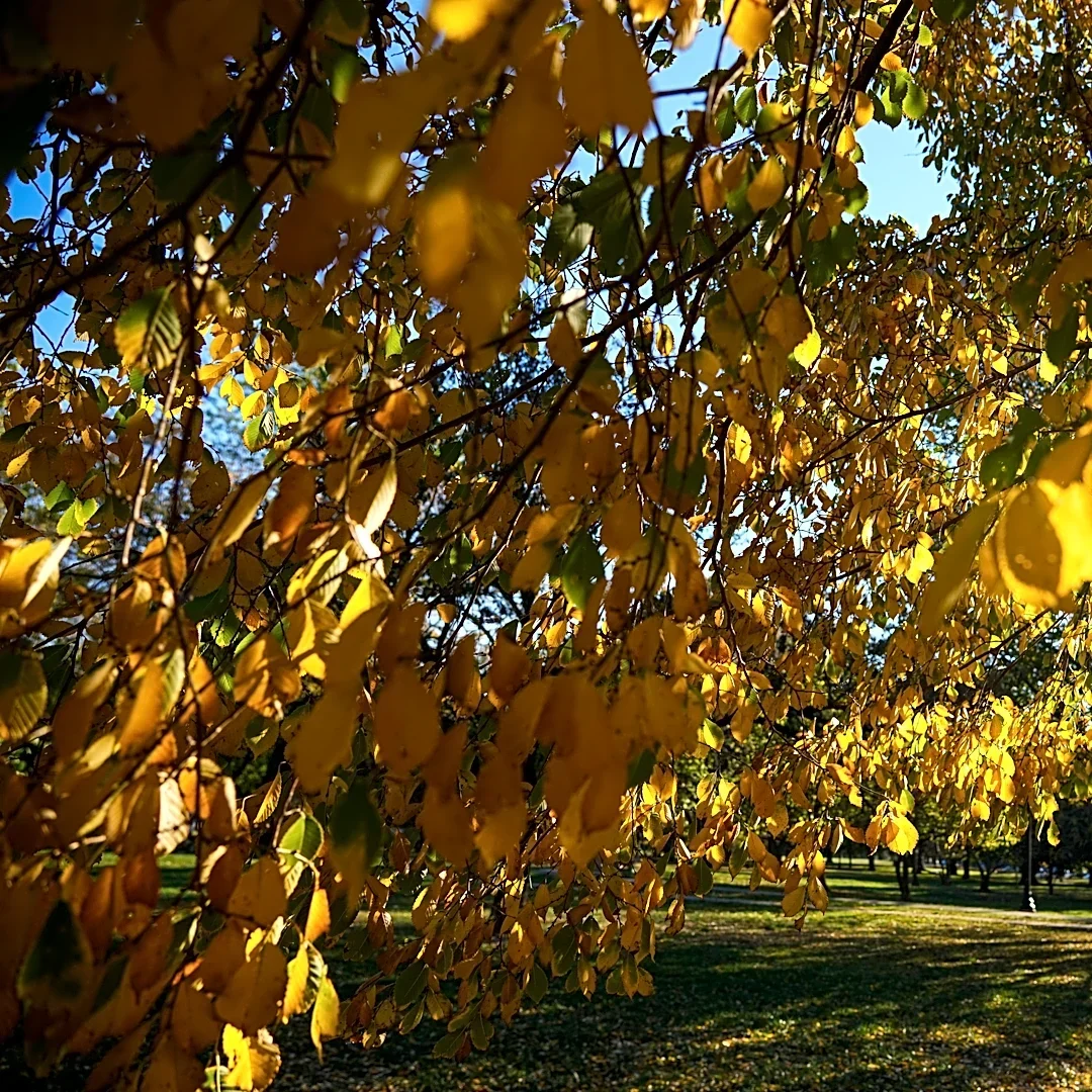 October is the most important month for your Ohio lawn