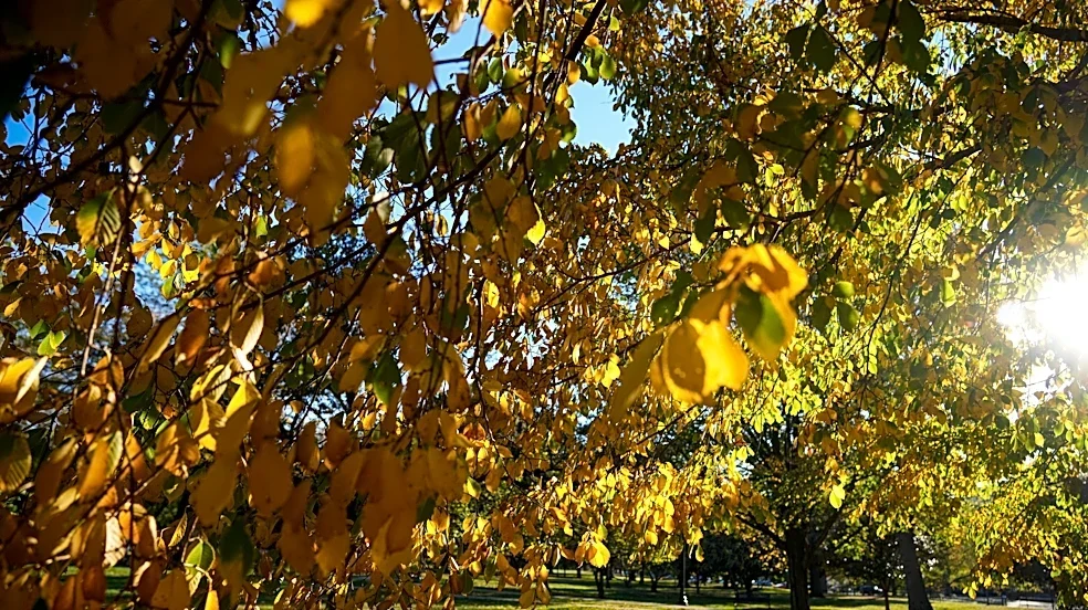 October is the most important month for your Ohio lawn