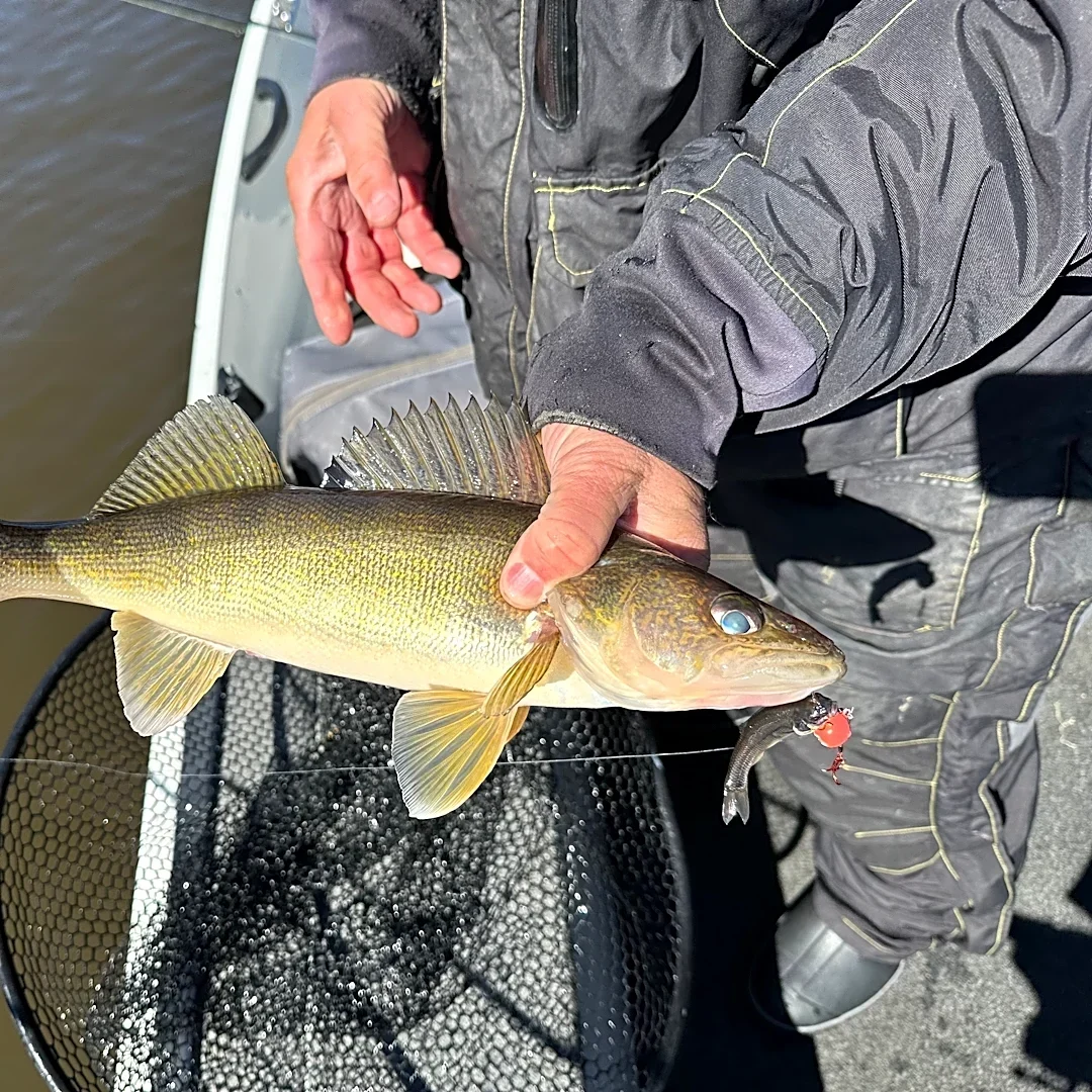 Lake Erie walleye numbers are booming again