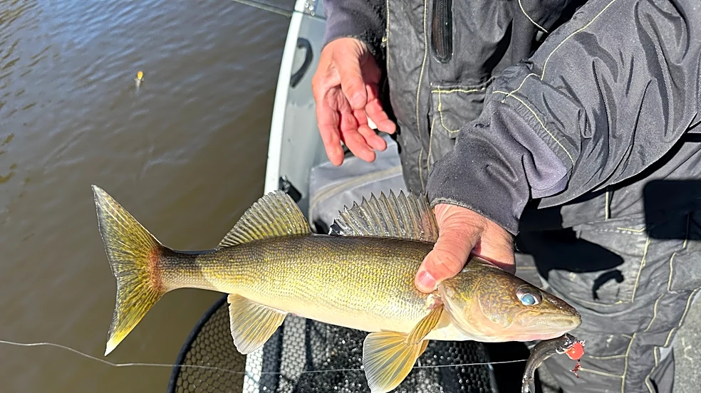 Lake Erie walleye numbers are booming again