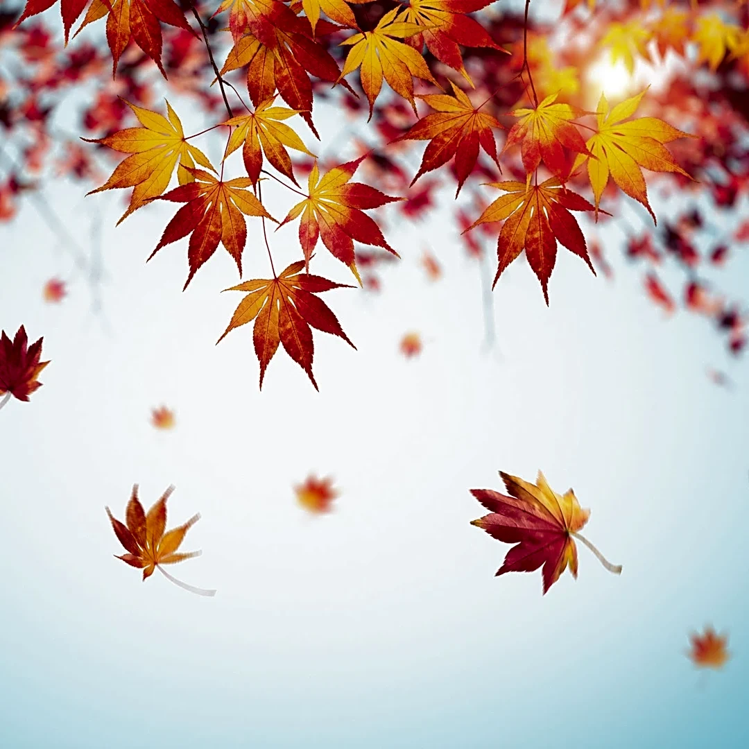 Ohio Thanksgiving weather forecast. Farmers’ Almanac predicts snow