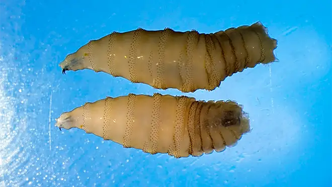 Ohio risk level as flesh-eating screwworm parasite now found in wild
