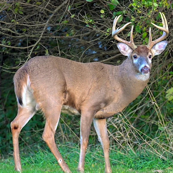 Ohio deer hunters see big jump in harvest, 10 counties lead way