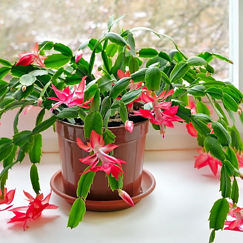 Caring for cactus houseplants without overwatering them