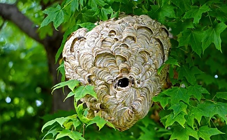 Prune your lilac now in Ohio and you'll lose next spring's blooms