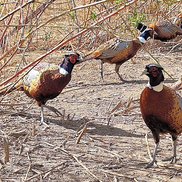 Ohio pheasant season approaches as grouse, quail continue decline