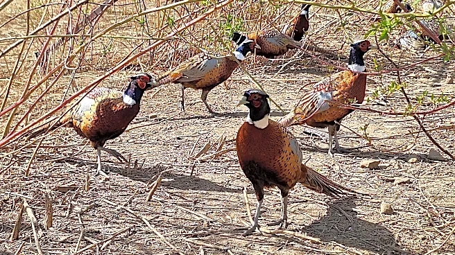 Ohio pheasant season approaches as grouse, quail continue decline