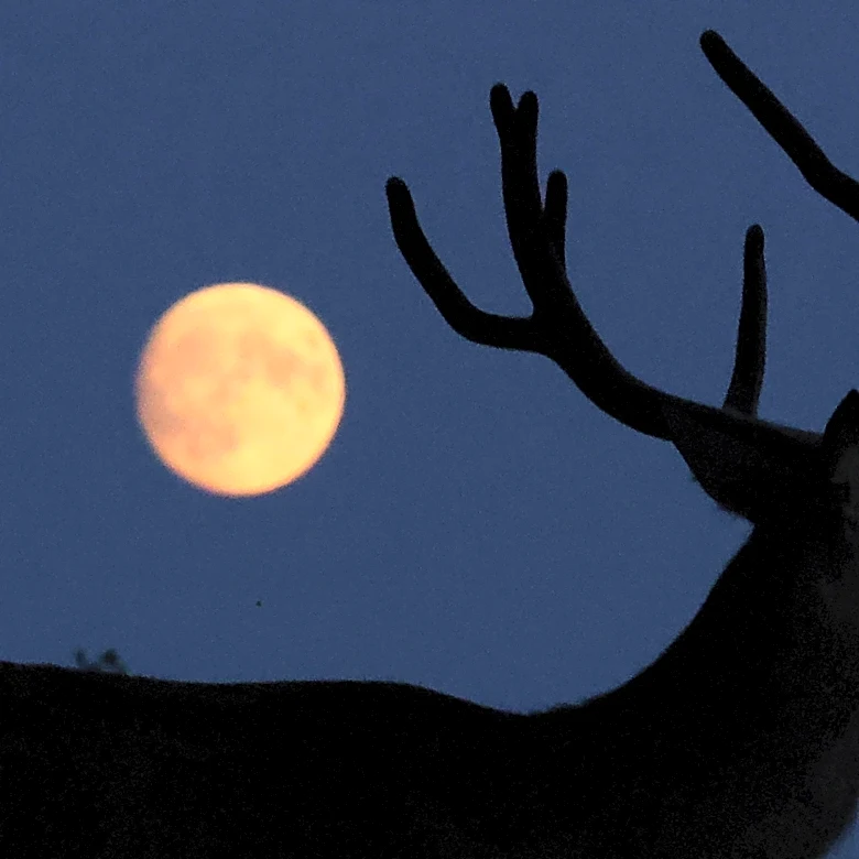 Is there a full moon tonight? July brings Buck Moon to Tennessee skies