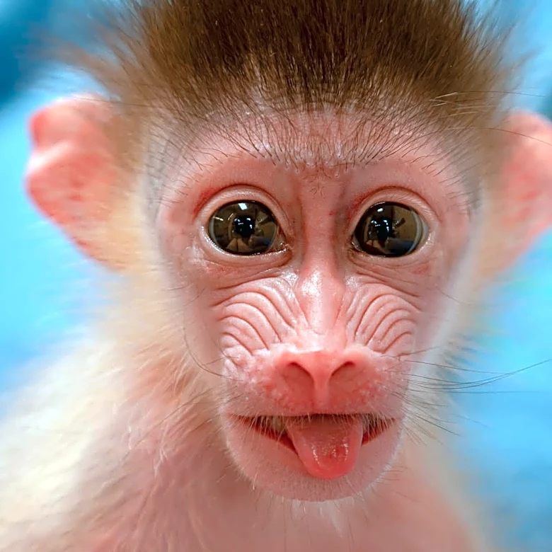 Memphis Zoo announces birth of first ever baby mandrill