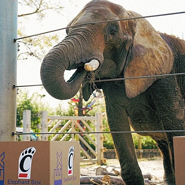Memphis Zoo invites public to vote on new logo. Here's how to vote