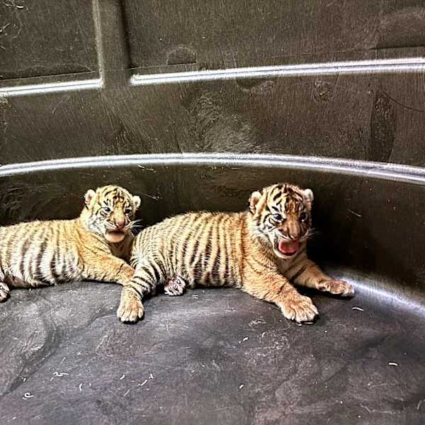Should Memphis Zoo name a tiger cub after Dolly Parton? You decide