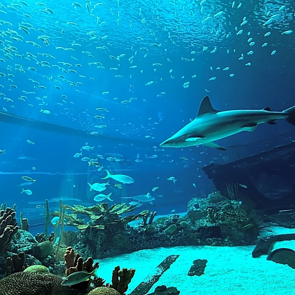 It's Shark Week. Learn more about sharks at Texas State Aquarium