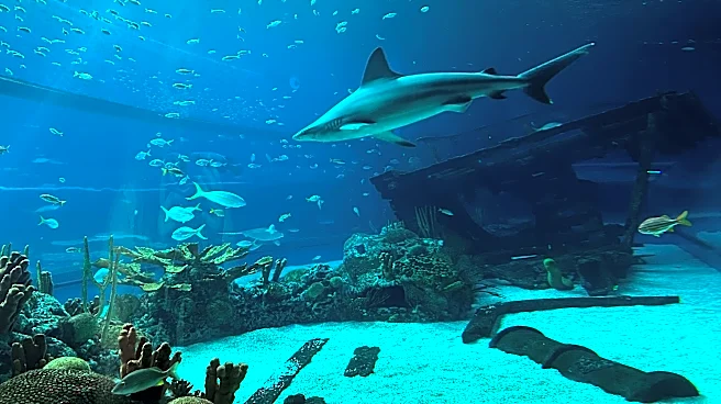 It's Shark Week. Learn more about sharks at Texas State Aquarium