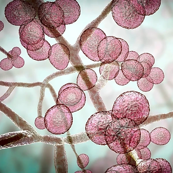 Is drug-resistant fungal infection in South Texas? Here's what to know