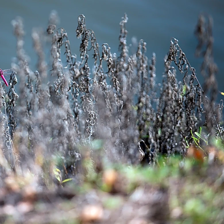 Lake Corpus Christi water capacity increases; photos show growth