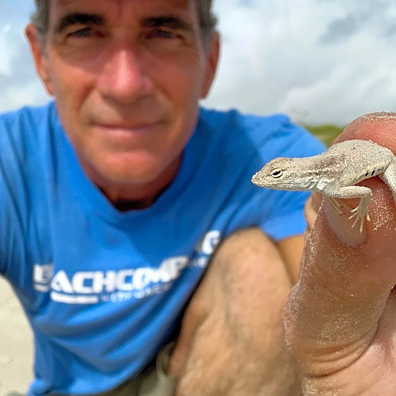 This lizard found on Texas coast is a master of camouflage